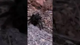 Tarantula Hawk 