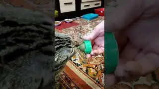 BonnieClyde 