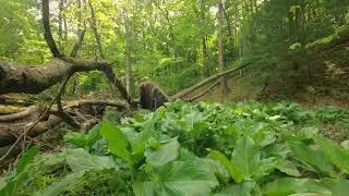 swamp thing