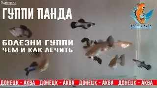 Guppi panda, Гуппи Панда, чем болеют, как лечить, какие лекарства давать, аквариумистика для всех,