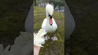 🦢16.03.2024 год. Кормили лебедя🦢