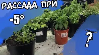 Что происходит с цветочной рассадой при минусовой температуре