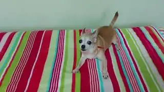 Чихуахуа распирает от счастья (NEW HD)