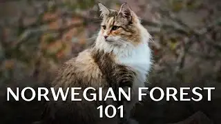 Norwegian Forest Cat 101 - Everything You Need to Know