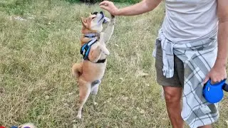 Precious moment Shiro gives Hi5!