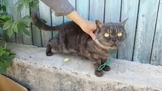 Хозяева держали запуганную кошку на собачьей цепи, кормили крошками хлеба и регулярно избивали
