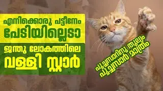 എനിക്കൊരു പട്ടീനേം പേടിയില്ലെടാ|| ജന്തു ലോകത്തിലെ വള്ളിസ്റ്റാർ|| പൂച്ചസാറിനു തുല്യം പൂച്ചസാർ മാത്രം