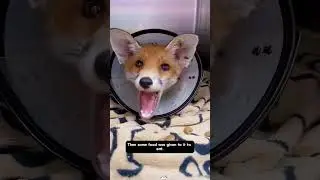 A fox has been caught in a trap and we are trying to rescue it 