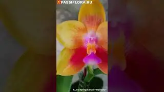 P. Joy Spring Canary “Rainbow”.