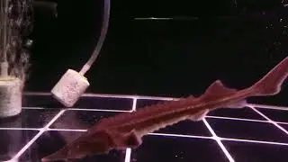 My Sturgeon and Albino Aral Barb growout tank!