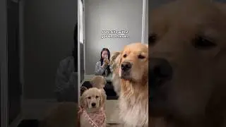My Life with 2 golden retrievers 🥹 