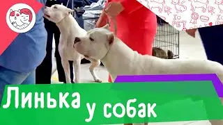 Линька у собак с разными типами шерсти