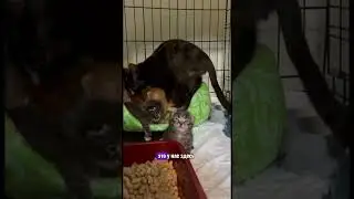 Разделили наш ролик о новостях на 2 части🙏🏻 Читайте подробнее об истории в комментариях