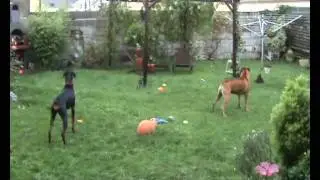 urko et kenza