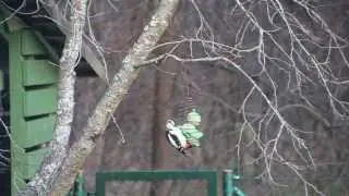 Woodpecker having a snack