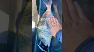 La pêche en jetski, ça paye !! #jetski #fish