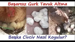 Başarısız Gurk Tavuk Altına Civciv Nasıl Koyulur?