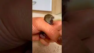 Історія з життя