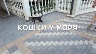 Кошки у моря   август 2024