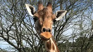 The Safari Ride At Six Flags Great Adventure. 🦁 🐻 🦘 🦓  🐘