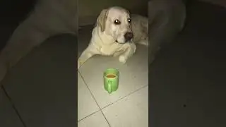 Tea lover #doglover #labrador #tea