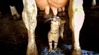 STORIES FROM THE UDDER PLANET