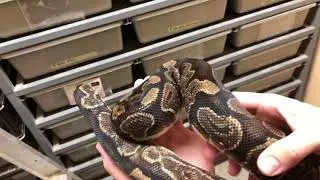 2018 Clutch #1 - Fire Dream Bee X Calico