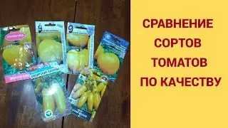 СРАВНЕНИЕ СОРТОВ ТОМАТОВ ПО КАЧЕСТВУ