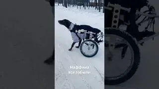 Маффина все забыли💔