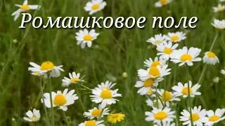 Стихи о жизни РОМАШКОВОЕ ПОЛЕ#стихидлядуши#пейзажныестихи#слушатьстихи