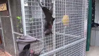 Noisy Orphaned Baby Bats On The Rampage