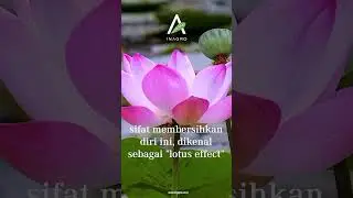 The Lotus plant, scientifically known as Nelumbo nucifera  #bogor #travel #bogortourism #bogorhits