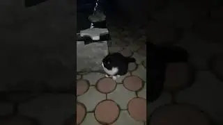ночное рандеву