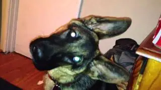 German Shepherd Confused