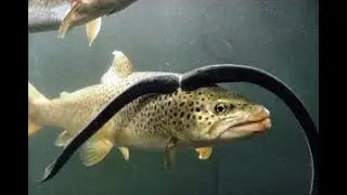 🤢 Морская минога. Паразит убивающий рыб.🤢