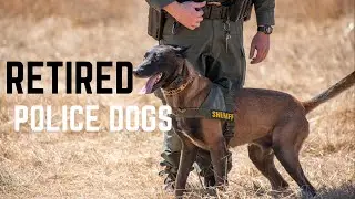 From Police Dogs to Sport Dogs