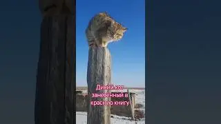 A cat protected by the state. Video filmed by an unknown person.