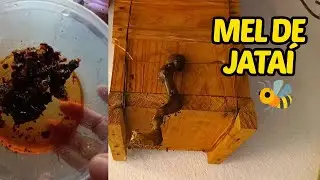 TIRANDO MEL DE ABELHA JATAÍ