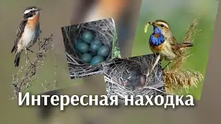 Удивительные находки.