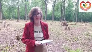 Ботанические « Дубы» или здравомыслие ! Уничтожение  Ботсада 🆘🆘🆘