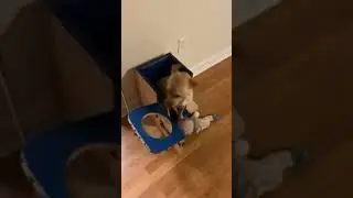 Dog Eats Dinner in High Chair
