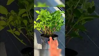Сбежавшая невеста от 450р крупнолистная гортензия Ватсап 89081463844 #hydrangea #гортензия #сад
