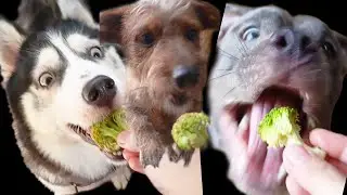 Dogs just want to Eat Drink Play Sleep