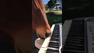 лошадь сыграла на пианино🎹