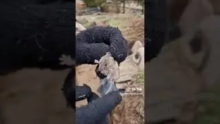 орк
