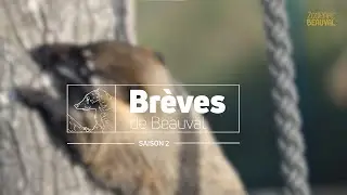 Brèves de Beauval : l’émission 100% immersion ! - Saison 2 Ep 2
