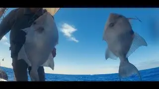 مركب الخير