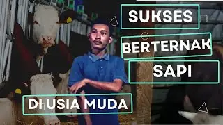 SUKSES DI USIA MUDA PETERNAK SUKSES SAPI SIMENTAL