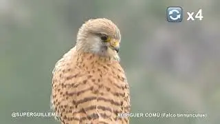 Xoriguer comú fixant la mirada