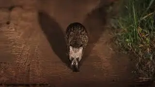 Ring Tailed Civet- Wilpattu National Park